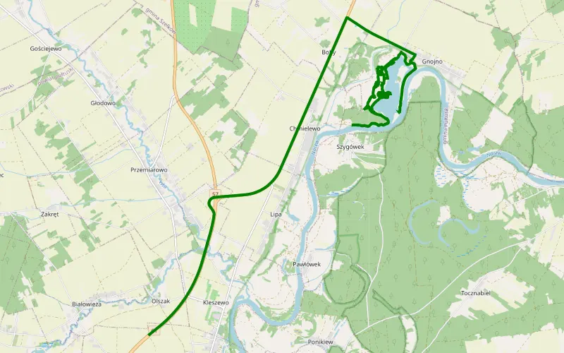 Szygówek - Białowieża